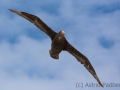 Riesensturmvogel, Antarctic giant petrel, giant fulmar