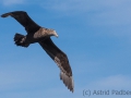 Riesensturmvogel, Antarctic giant petrel, giant fulmar