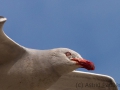 Buntschnabelmöwe, Dophin gull,