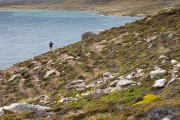 Küstenpfad, Port Stephens