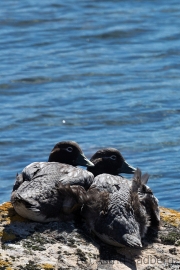 Wer stört? Falkland Dampfschiffente