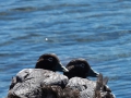 Wer stört? Falkland Dampfschiffente