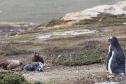 Falkland Skua mit totem Eselspinguin