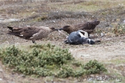 Falkland Skua mit totem Eselspinguin