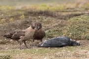 Falkland Skua mit totem Eselspinguin