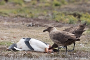 Falkland Skua mit totem Eselspinguin