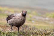 Falkland Skua mit totem Eselspinguin