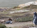 Falkland Skua mit totem Eselspinguin