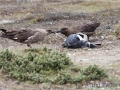 Falkland Skua mit totem Eselspinguin