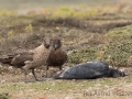 Falkland Skua mit totem Eselspinguin