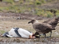 Falkland Skua mit totem Eselspinguin