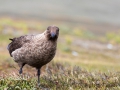 Falkland Skua mit totem Eselspinguin