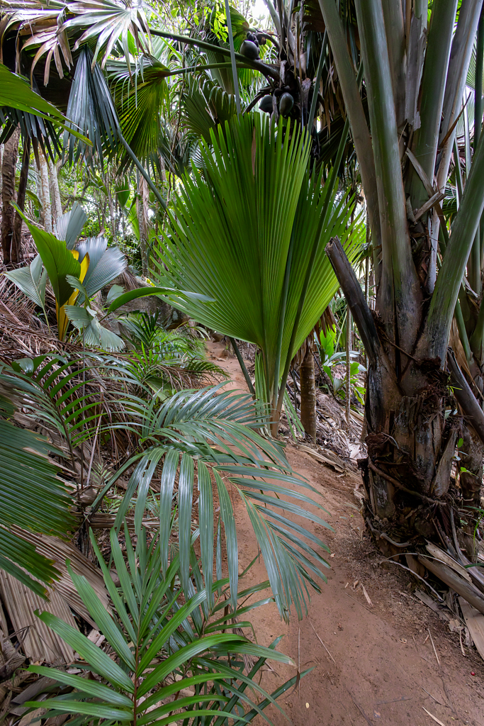 Coco-de-Mer, Vallée de Mai