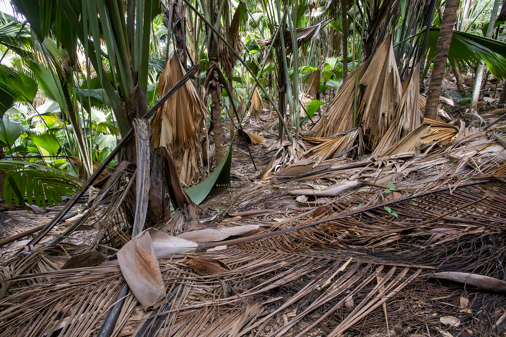 Coco-de-Mer, Vallée de Mai