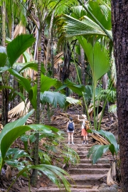 Coco-de-Mer, Vallée de Mai