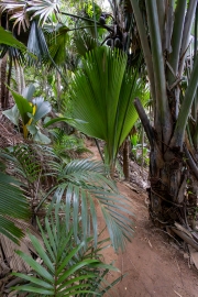 Coco-de-Mer, Vallée de Mai