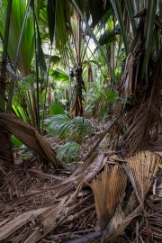 Coco-de-Mer, Vallée de Mai
