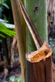 Coco-de-Mer, Vallée de Mai