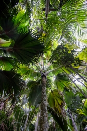Coco-de-Mer, Vallée de Mai