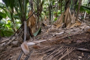 Coco-de-Mer, Vallée de Mai