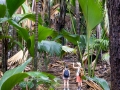 Coco-de-Mer, Vallée de Mai