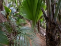 Coco-de-Mer, Vallée de Mai