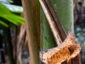 Coco-de-Mer, Vallée de Mai