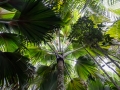 Coco-de-Mer, Vallée de Mai