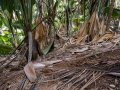 Coco-de-Mer, Vallée de Mai