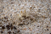 Winzig und farblich gut getarnt, Chunky Ghost Crab