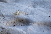 Winzig und farblich gut getarnt, Chunky Ghost Crab