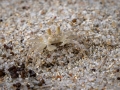 Winzig und farblich gut getarnt, Chunky Ghost Crab