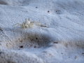 Winzig und farblich gut getarnt, Chunky Ghost Crab