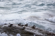 Thin-Shelled Rock Crab