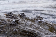 Thin-Shelled Rock Crab