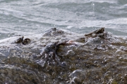 Thin-Shelled Rock Crab