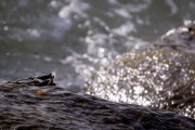 Thin-Shelled Rock Crab