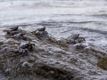 Thin-Shelled Rock Crab