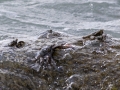 Thin-Shelled Rock Crab