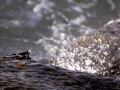 Thin-Shelled Rock Crab