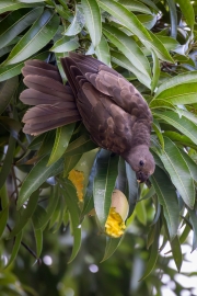 Seychellen-Vasapapagei