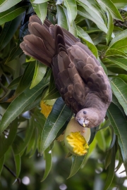 Seychellen-Vasapapagei
