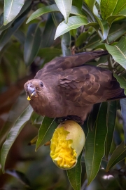 Seychellen-Vasapapagei