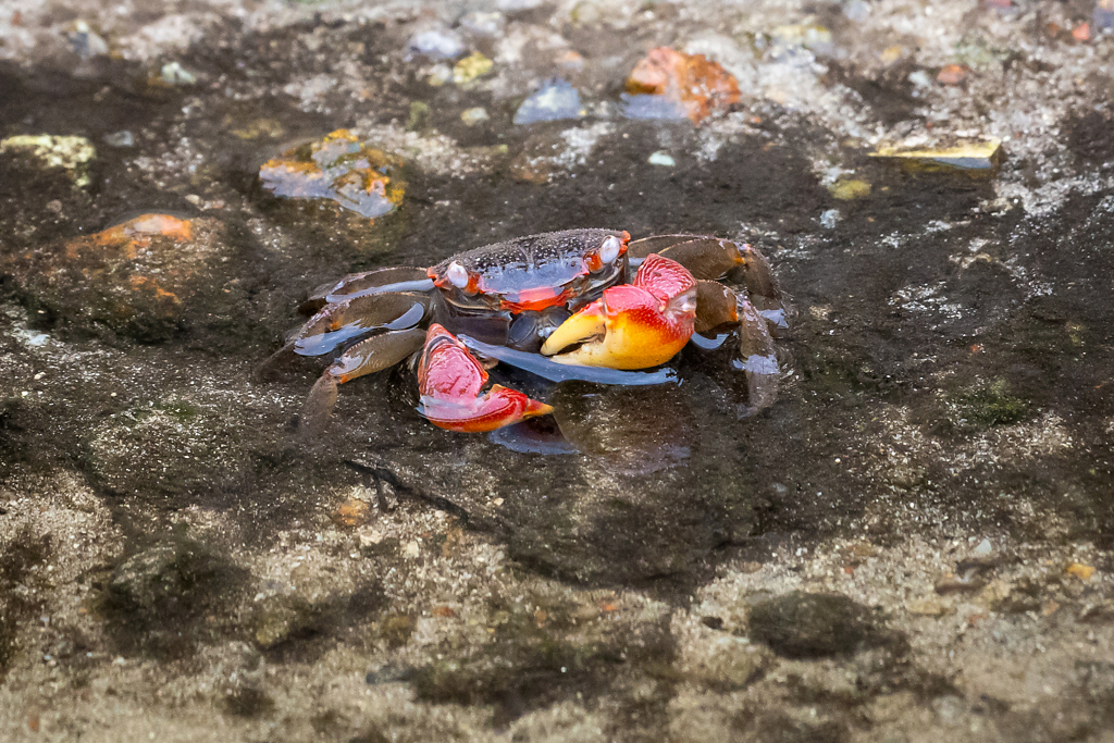 Orange Land Crab (Geograpsus crinipes)