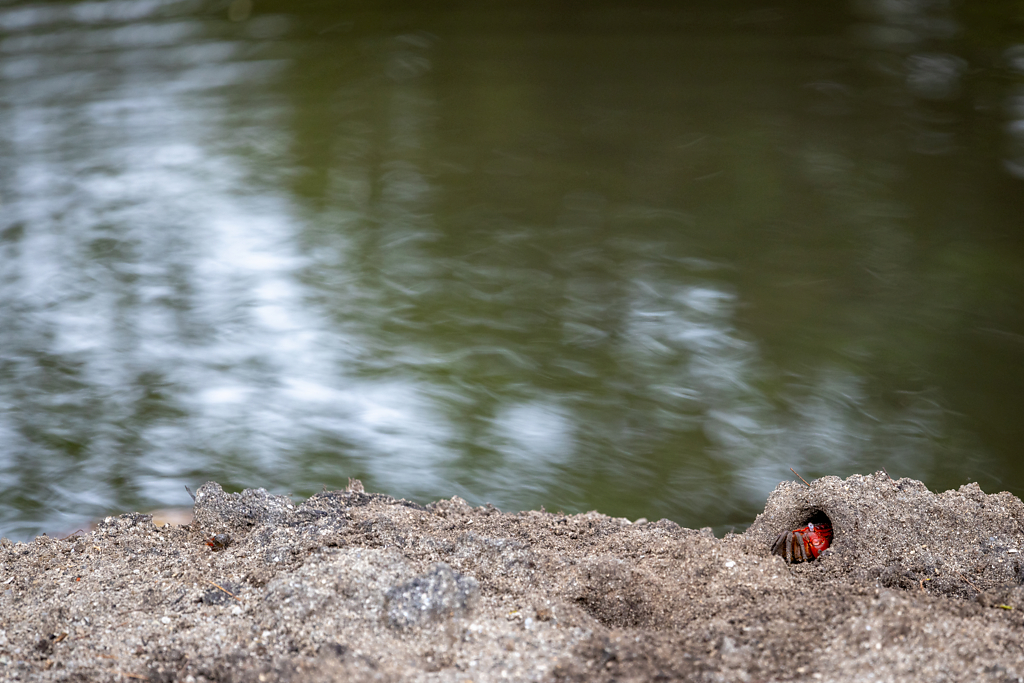 Orange Land Crab (Geograpsus crinipes)