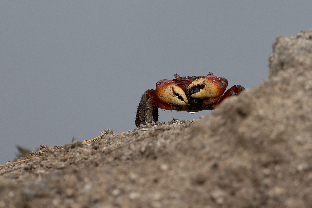 Orange Land Crab (Geograpsus crinipes)