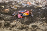 Orange Land Crab (Geograpsus crinipes)