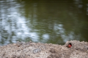 Orange Land Crab (Geograpsus crinipes)