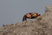 Orange Land Crab (Geograpsus crinipes)