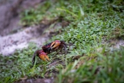 Orange Land Crab (Geograpsus crinipes)